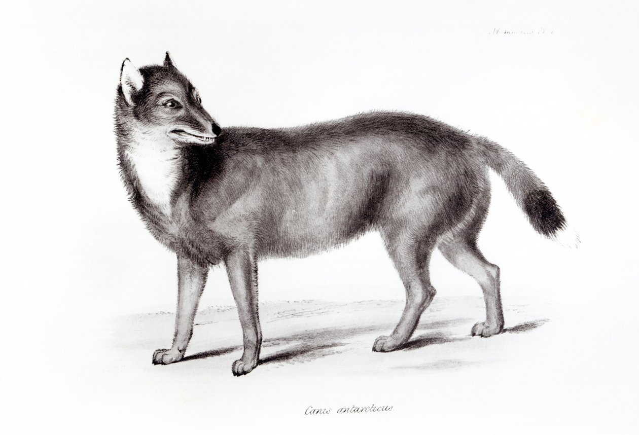 Canis Antarcticus tekijältä English School