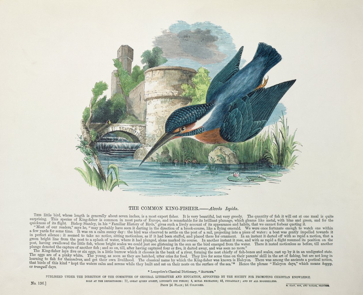 Kingfisher (Alcedo Ispida) tekijältä English School