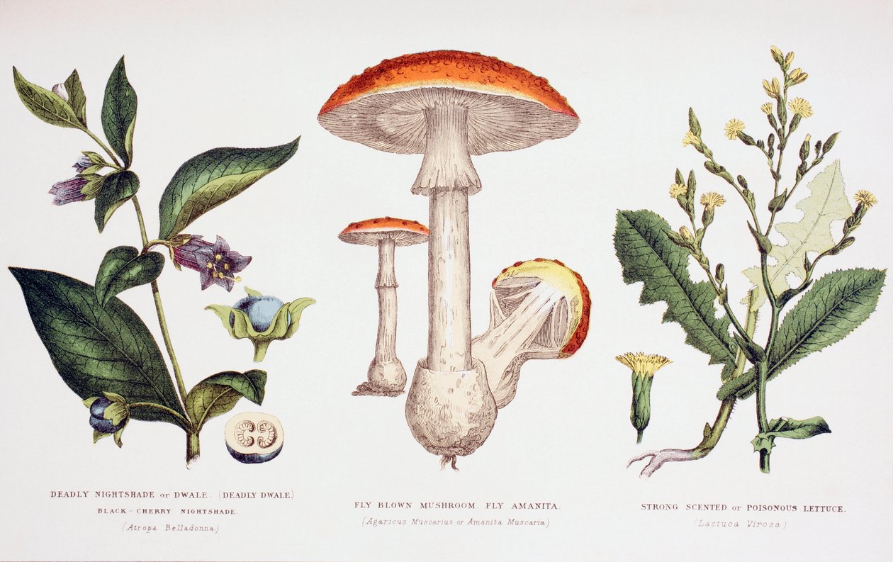Common Poisonous Plants, n. 1890 tekijältä English School