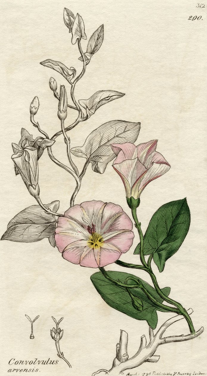 Convolvulus Arvensis, julkaistu Lontoossa 1796 tekijältä English School