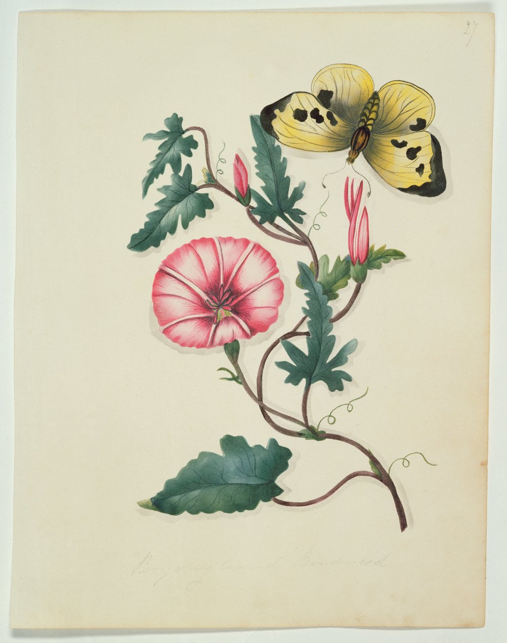 Convolvulus with Yellow Butterfly, kirjasta "Flowers", englanninkielinen kasvitieteellinen käsikirjoitus, n. 1840 (wc) tekijältä English School