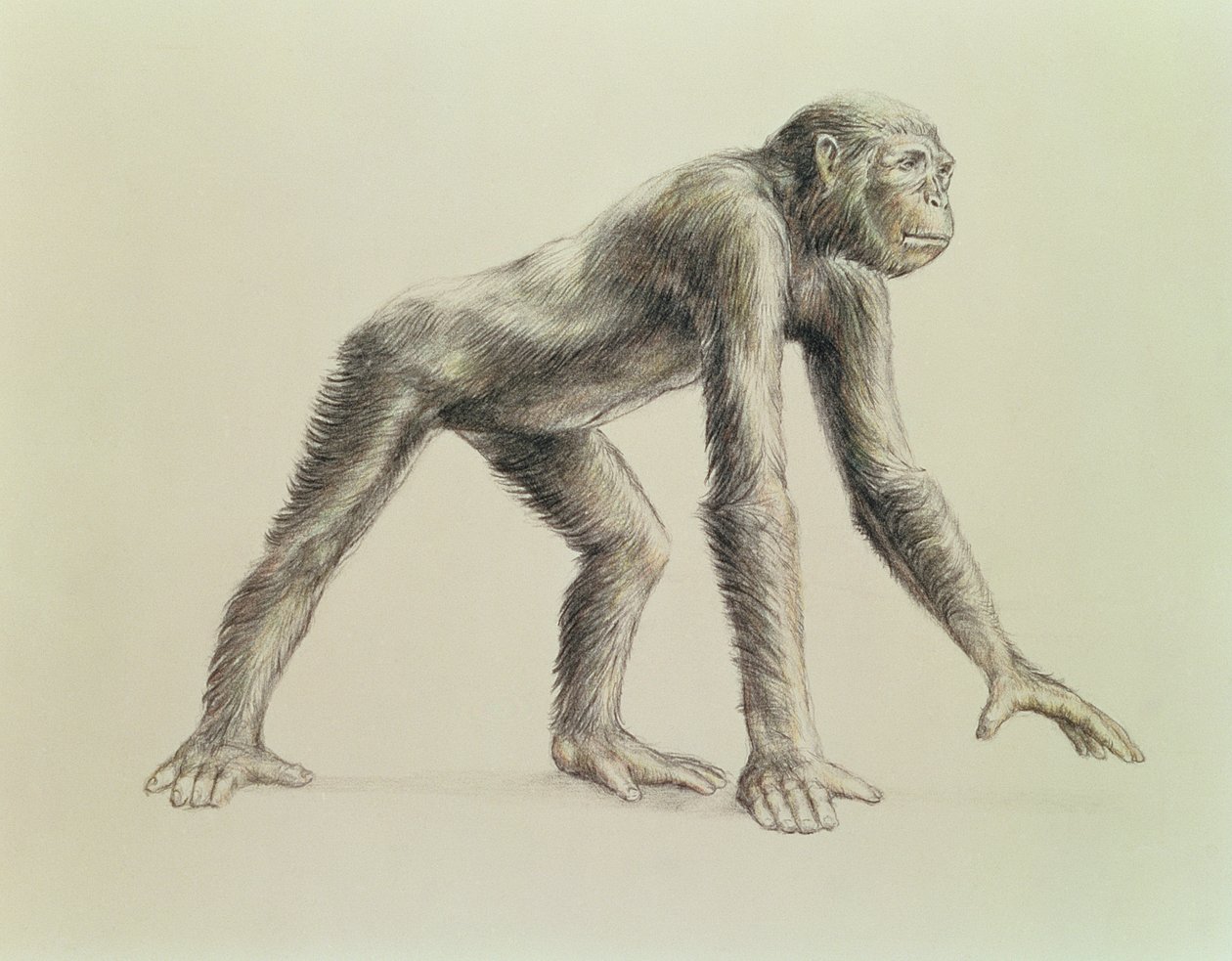 Dryopithecus Africanus tekijältä English School