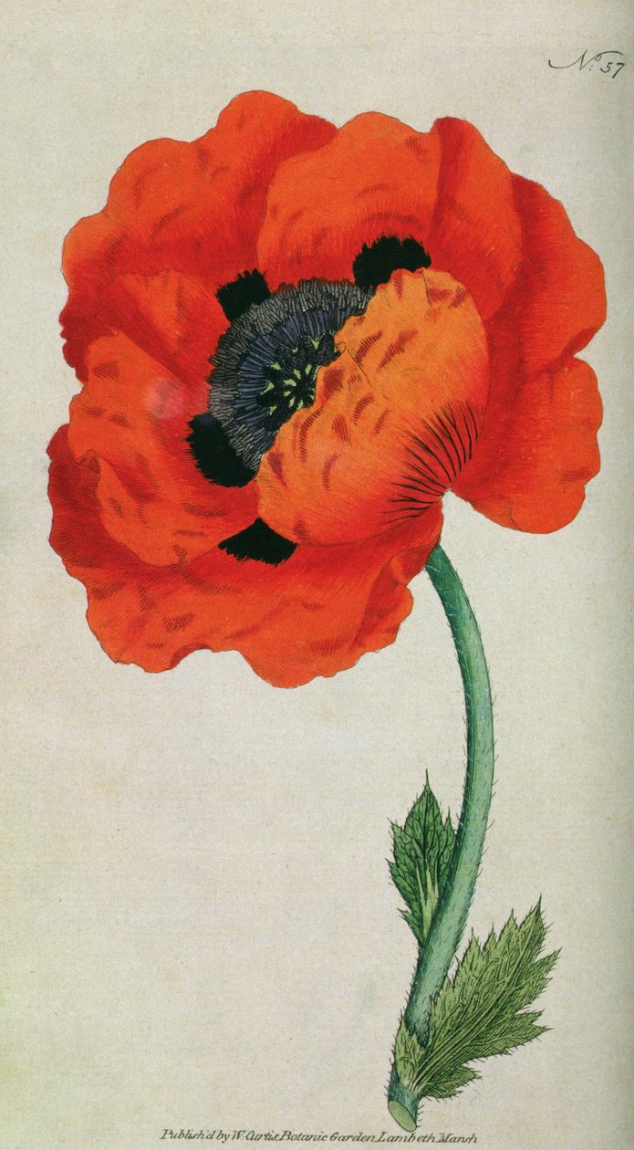 Eastern Poppy (Papaver orientale), levy 57, William Curtis The Botanical Magazine (tai Flower Garden Displayed), pub. 1787 tekijältä English School