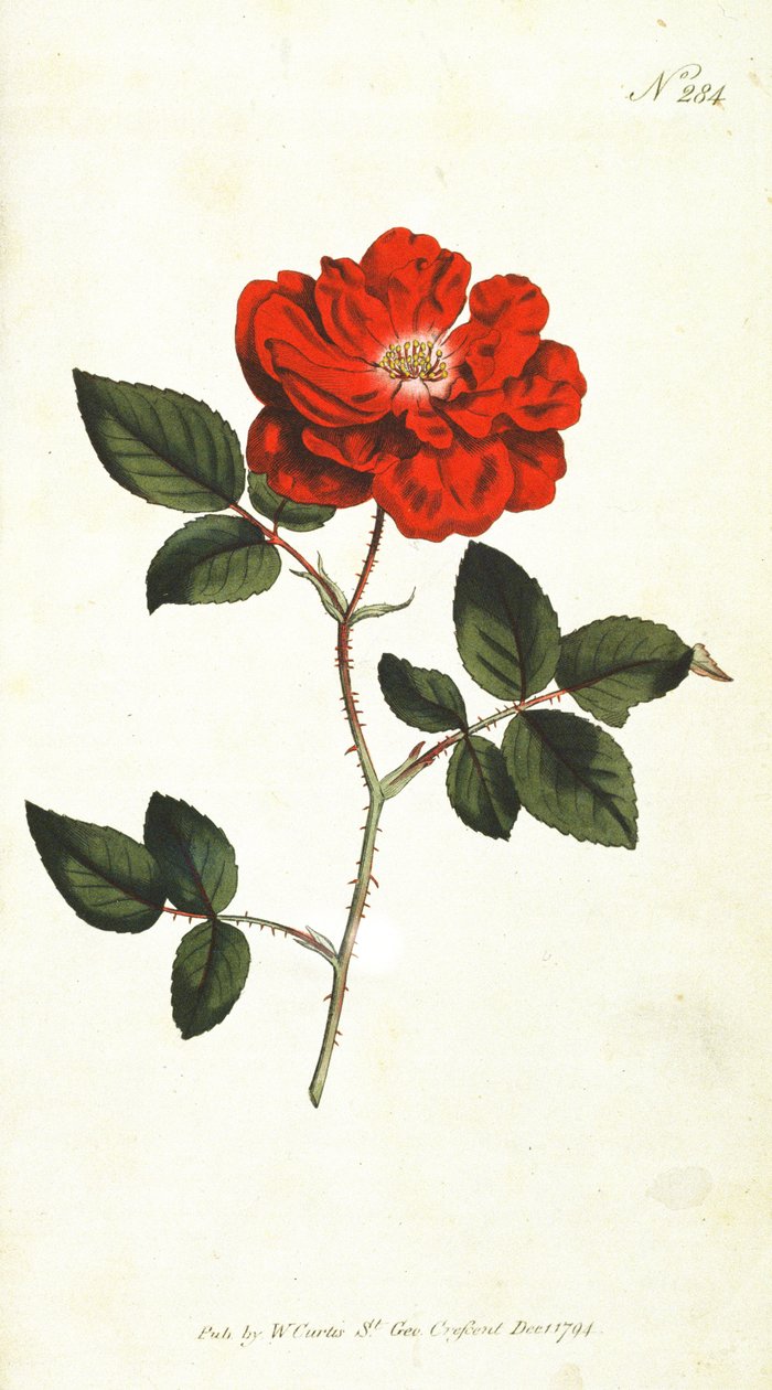 Ikuisesti kukkiva ruusu (Rosa Semperflorens), levy 284, William Curtis The Botanical Magazine (tai Flower Garden Displayed), pub. 1794 tekijältä English School