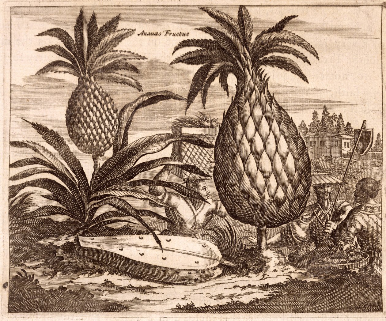 Suurien ananasten viljely, kuva Kiinan suurlähetystöjen kuvauksesta, 1690 tekijältä English School