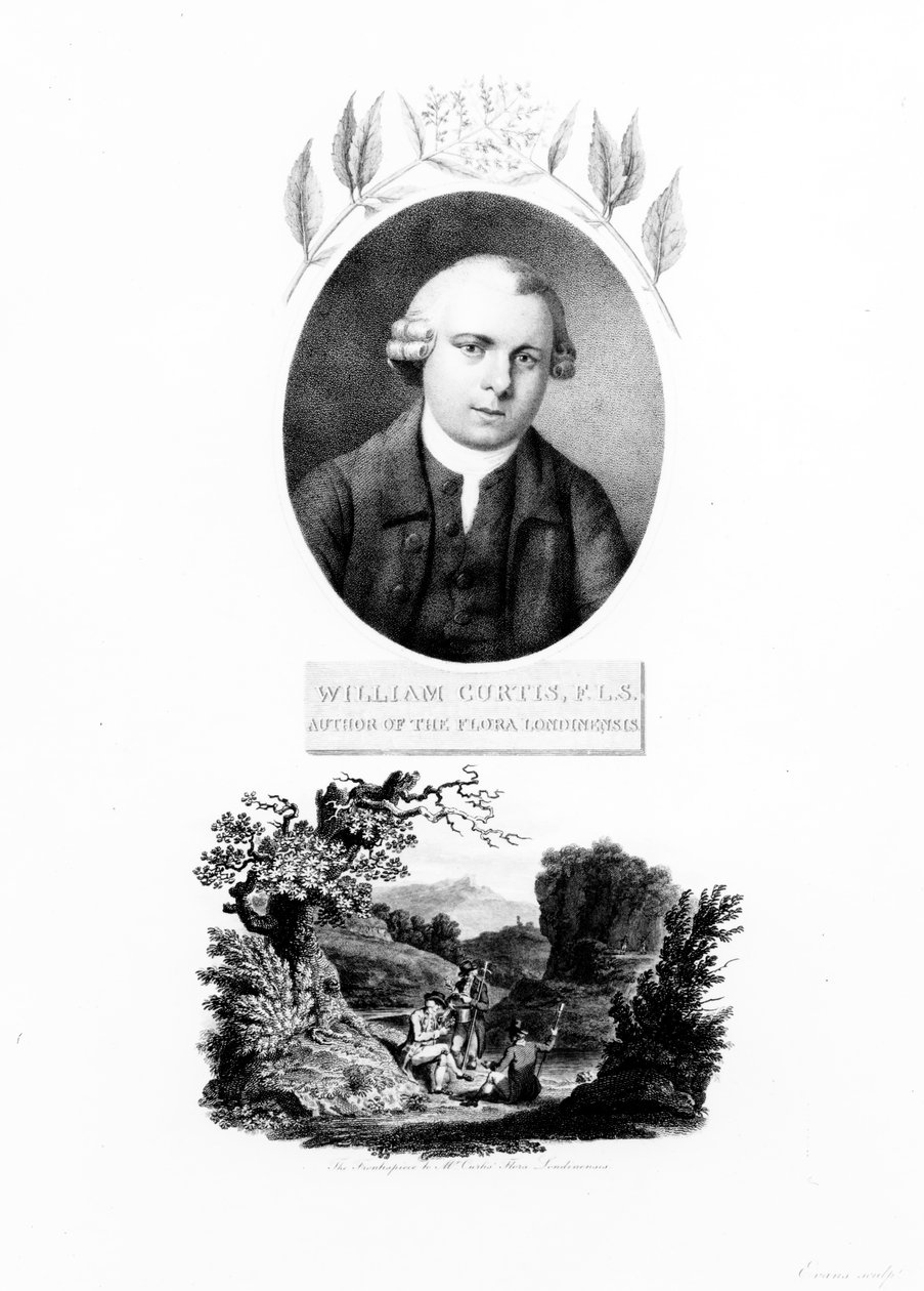 Flora Londinensis -teoksen etukuva, jossa on kirjailijan William Curtisin muotokuva, vuonna 1802 julkaistu painos. tekijältä English School