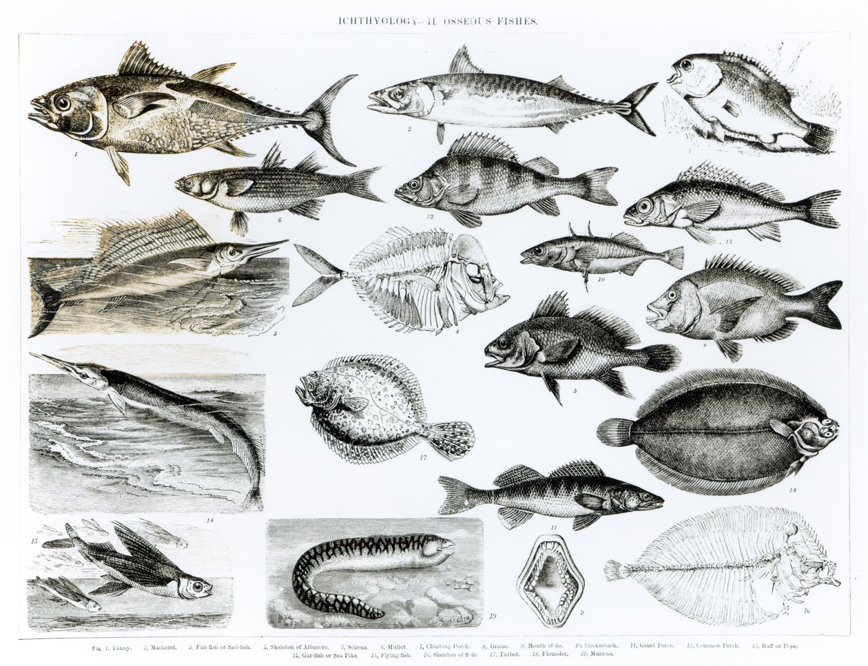 Ichthyology Luukalat tekijältä English School