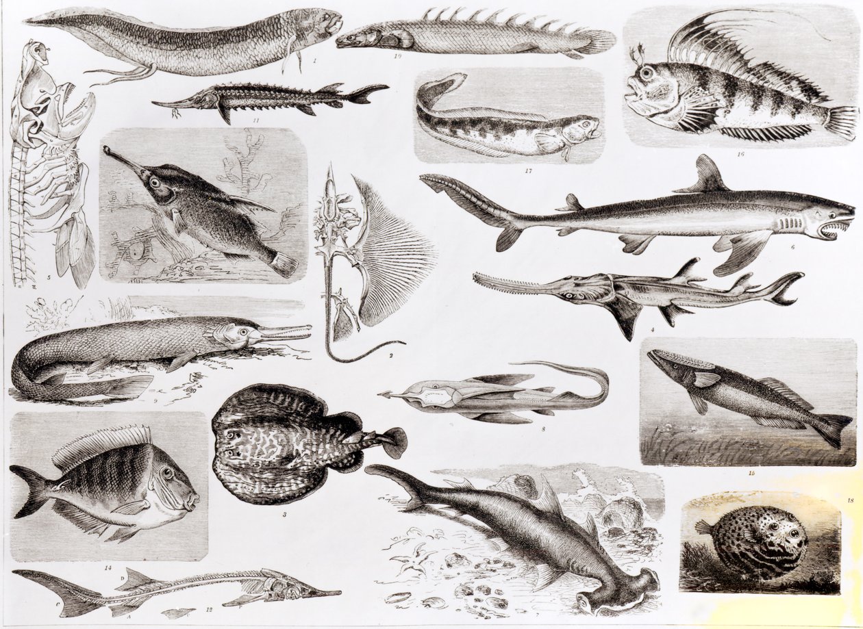 Iktyologia - Elasmobranch-, ganoid- ja luukalat tekijältä English School