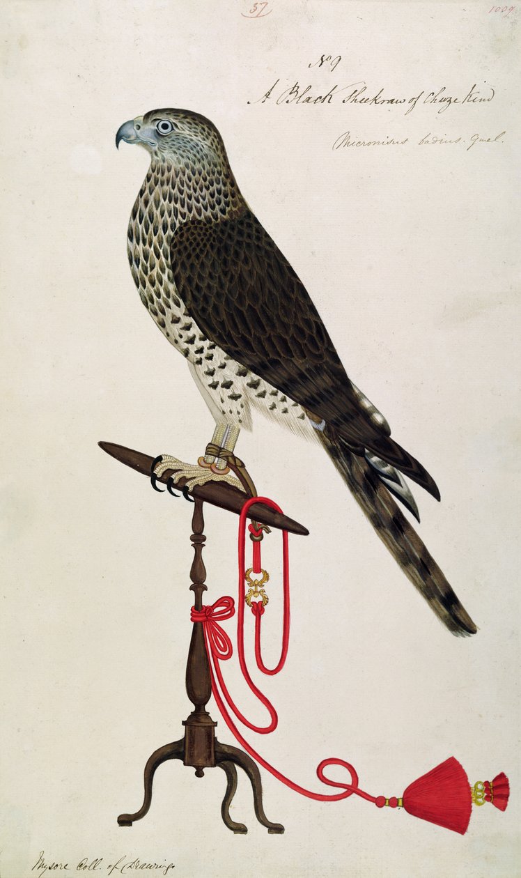 Indian Sparrow-Hawk (kynä, muste ja wc paperilla) tekijältä English School