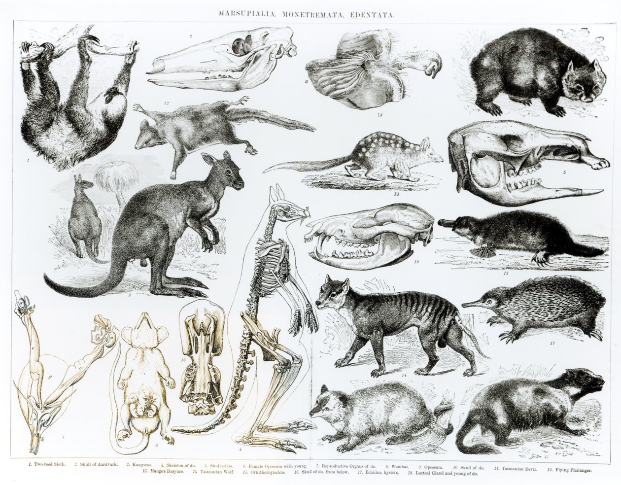 Marsupialia, Monetremata, Edentata tekijältä English School