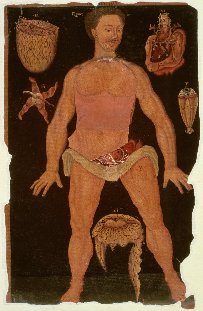 Ms Hunter 364 Taulukko XII Dissektio (suljettu tila) anatomisista taulukoista, kirjoittanut John Banister (1540-1610) (öljy ruskealle paperille) tekijältä English School