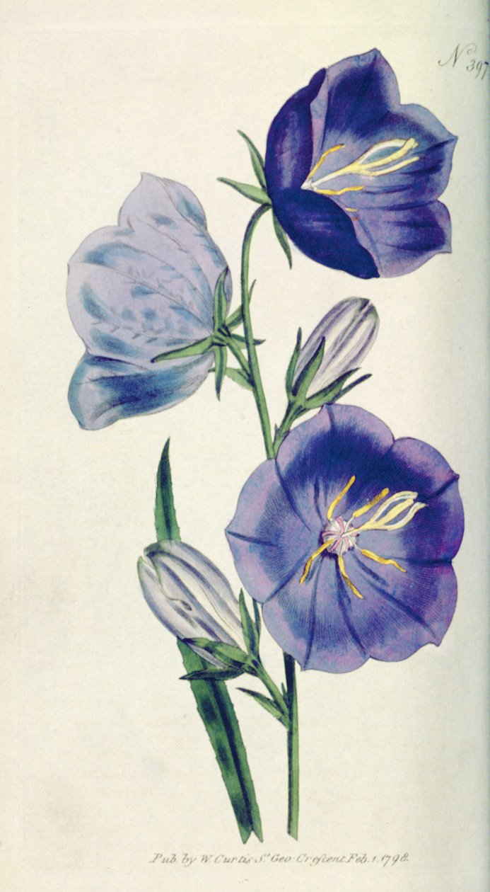 Persikanvärinen kellokukka tai kamppanula (Campanula persicifolia var. maxima), levy 397, William Curtis The Botanical Magazine (tai Flower Garden Displayed), pub. 1792 tekijältä English School