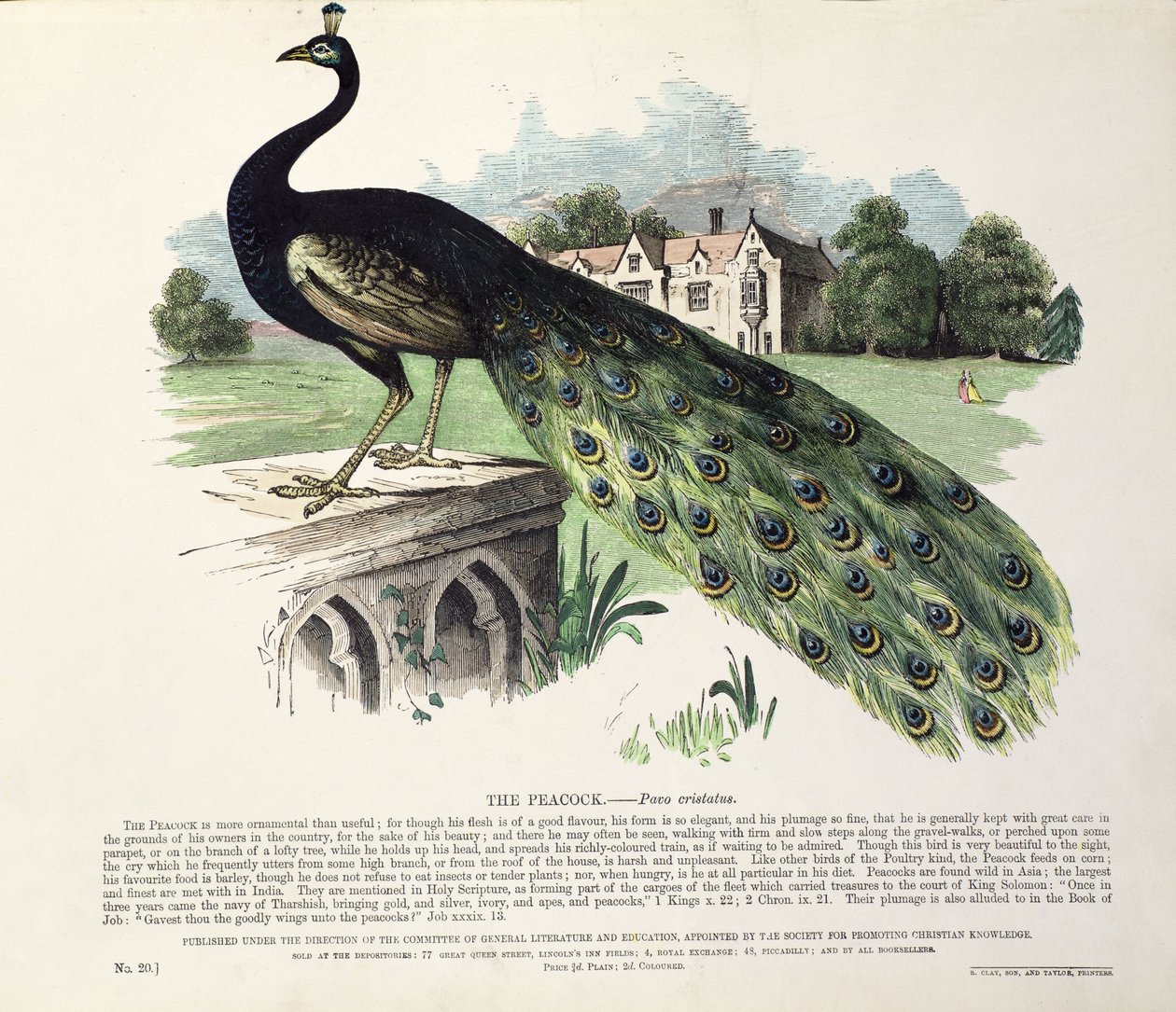 riikinkukko (Pavo Cristatus) tekijältä English School