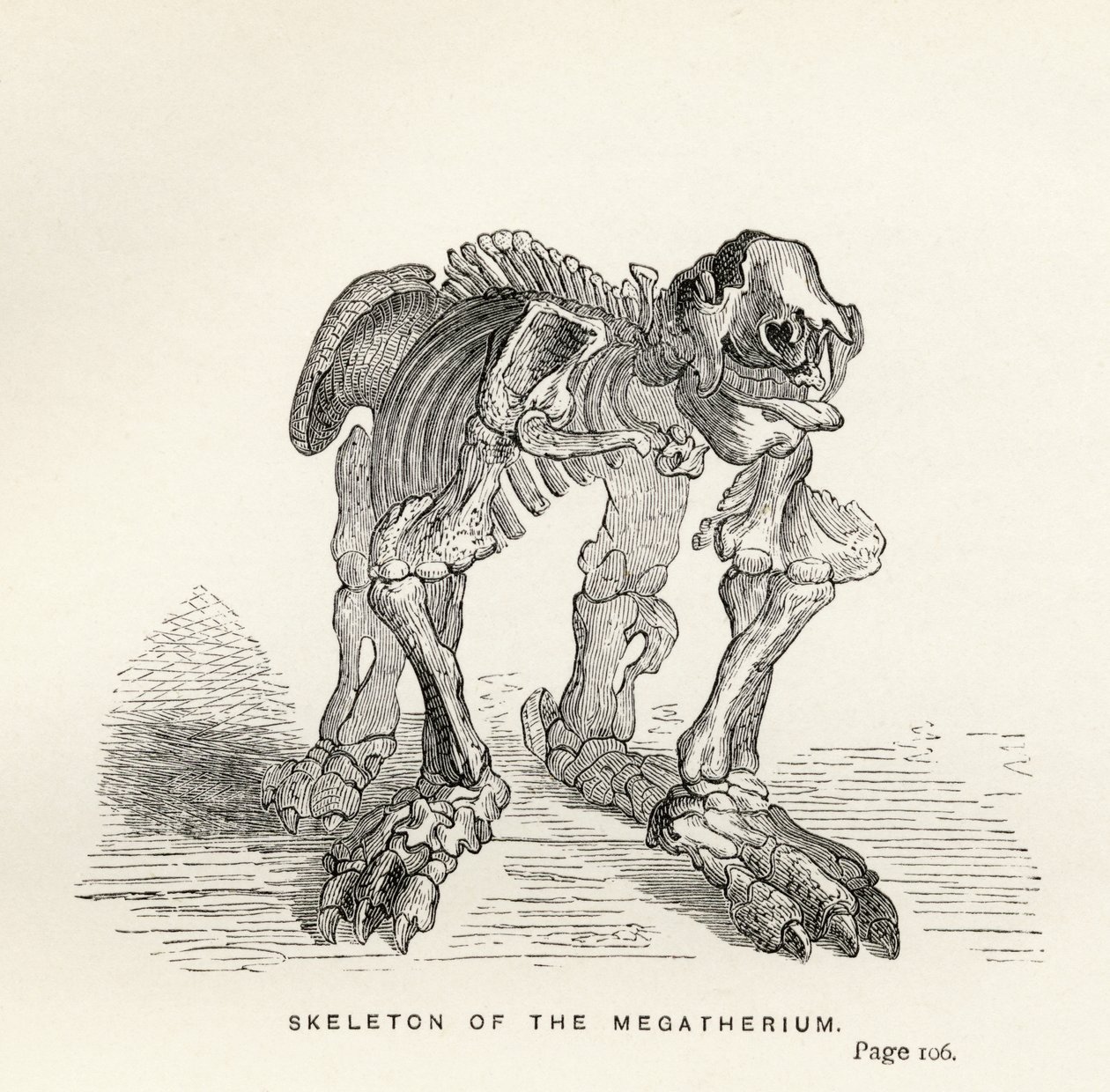 Skeleton of the Megatherium, Charles Darwinin (1809-82) "Journal of Researches" -julkaisusta Lontoossa 1890 tekijältä English School