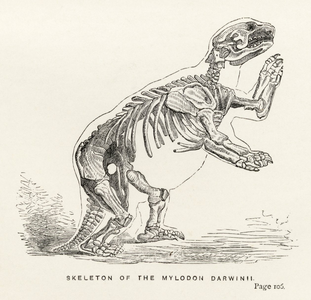 Skeleton of the Mylodon Darwinii, Charles Darwinin (1809-82) "Journal of Researches" -julkaisusta, julkaistu Lontoossa 1890 tekijältä English School