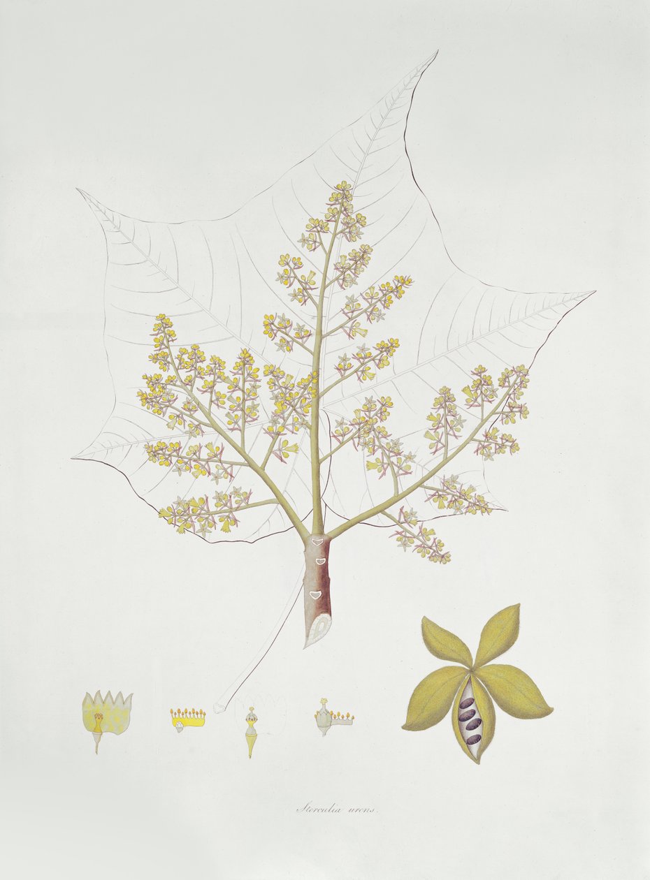 Sterculia Urens (värikaiverrus) tekijältä English School