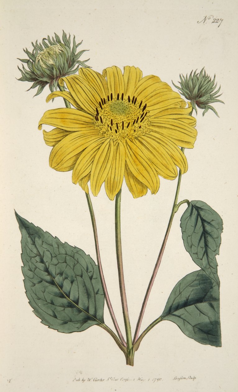 Auringonkukka, The Botanical Magazine tai Flower Garden Näytetään, pubi. 1796 (käsinvärinen kaiverrus) tekijältä English School