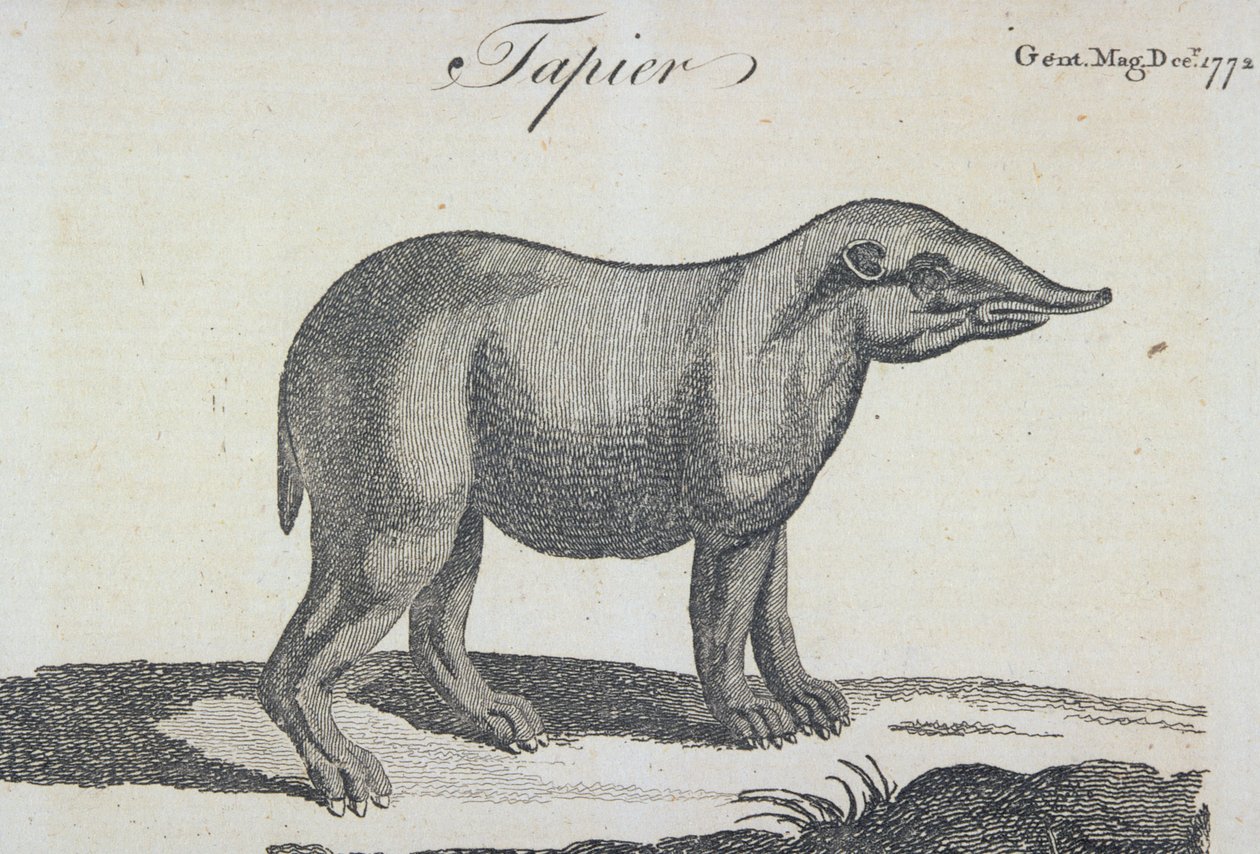 Tapir, joulukuussa 1772 julkaistusta The Gentleman