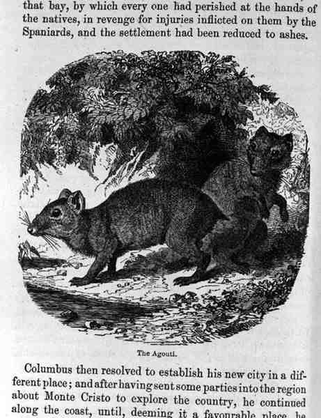 The Agouti, Santo Domingosta Menneisyys ja nykyisyys, kirjoittanut Samuel Hazard, pubi. 1873 tekijältä English School