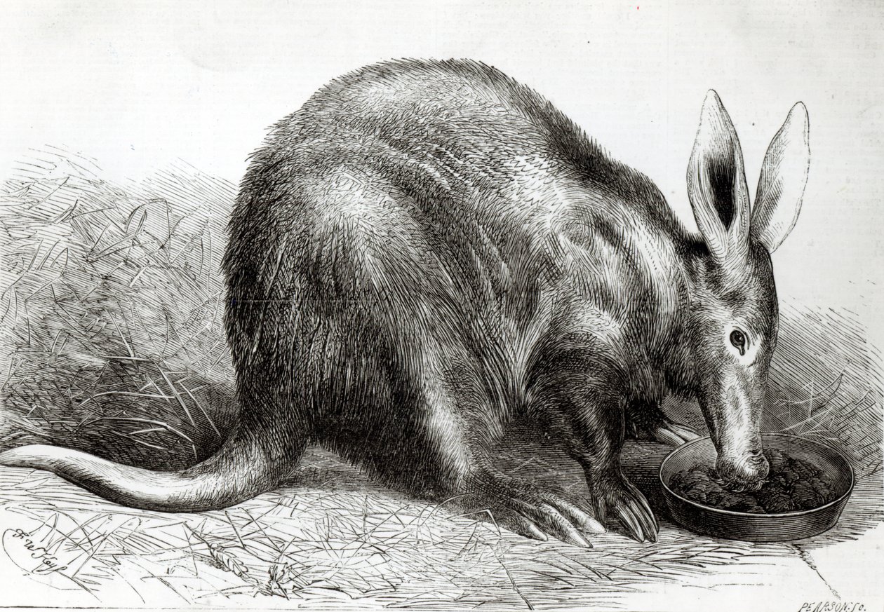 Cape Ant-Eater Zoological Societyn Gardensissa, Regents Parkissa, "The Illustrated London News", kaivertanut Pearson, tekijältä English School