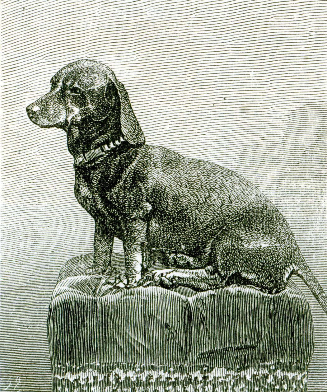 The Dog Jacob, "The Illustrated London News", 3. marraskuuta 1883 tekijältä English School