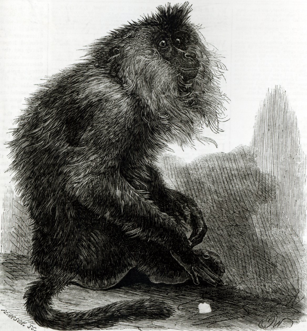 Intialainen Waderoo Monkey (Silenus Veter), kaiverrus Pearson, lokakuu 1859 tekijältä English School