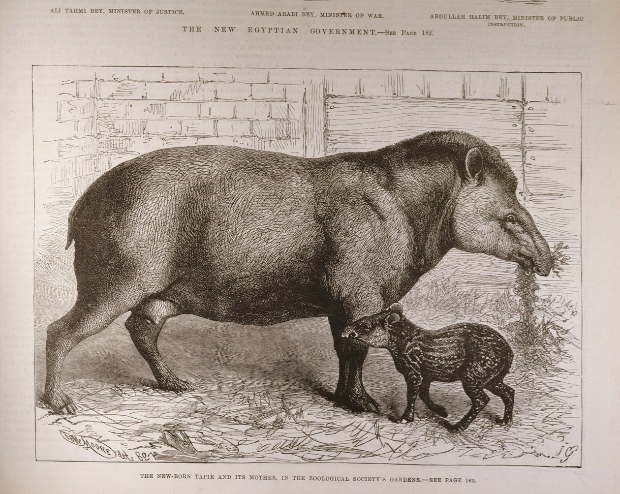 The Newborn Tapir and Its, Zoological Society