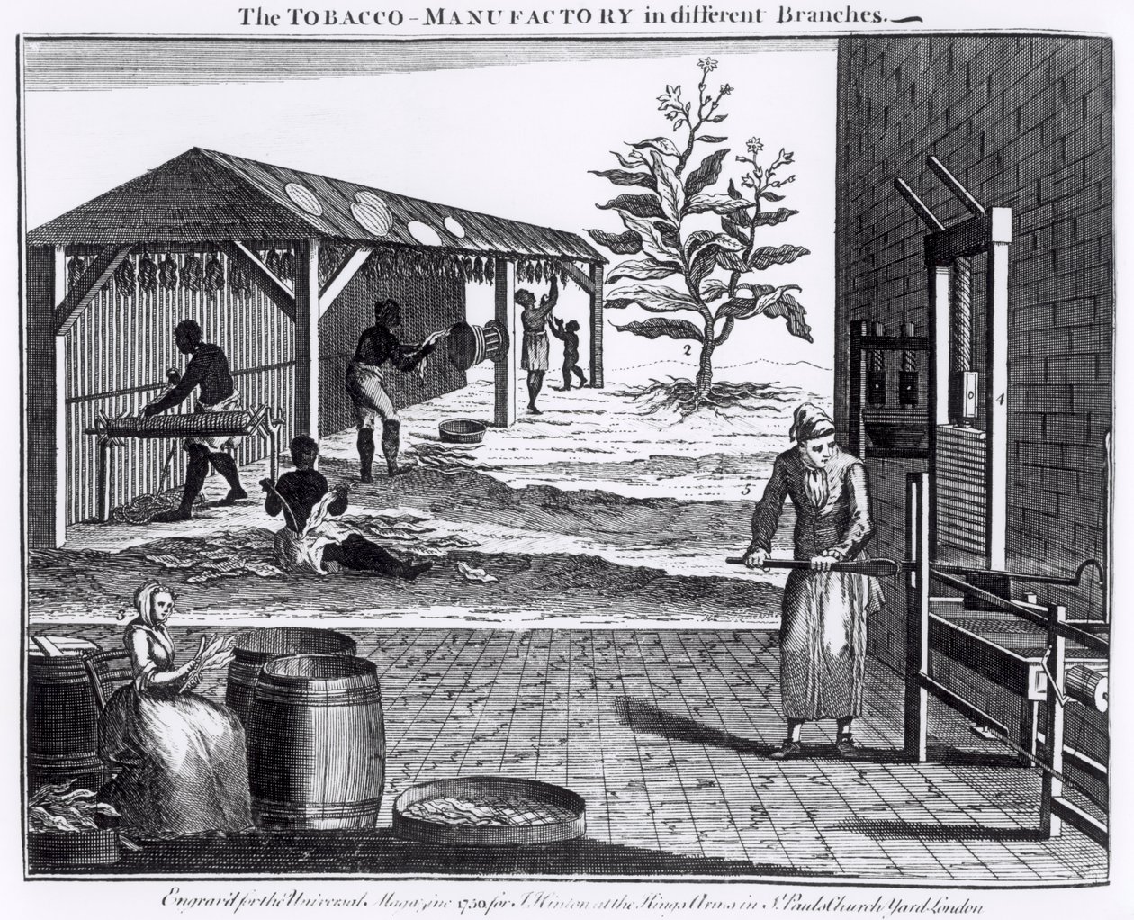 The Tobacco Manufactory in Different Branches, kaiverrettu Universal Magazinea varten, 1750 (katso myös 126979) tekijältä English School