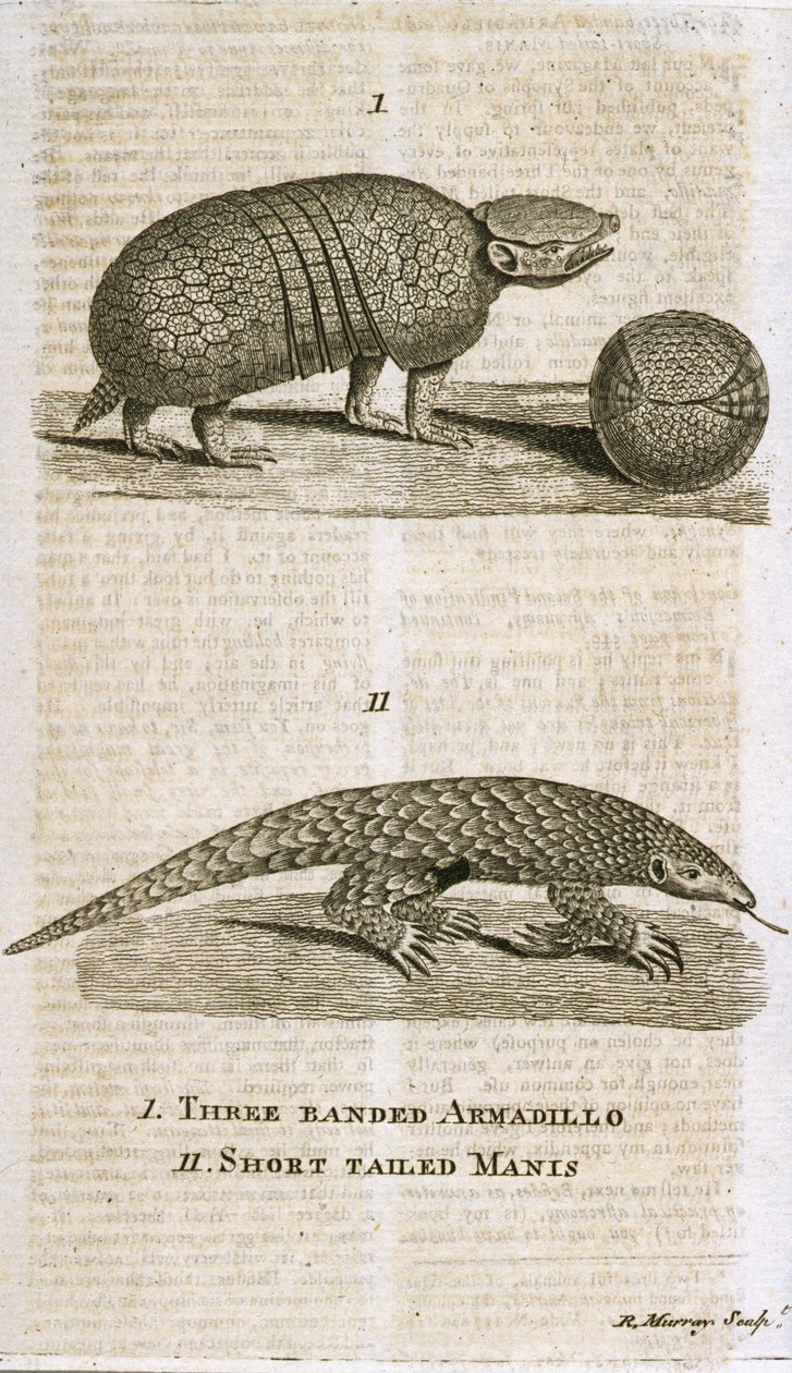 Three Banded Armadillo and Short Tailed Manis, julkaisusta 