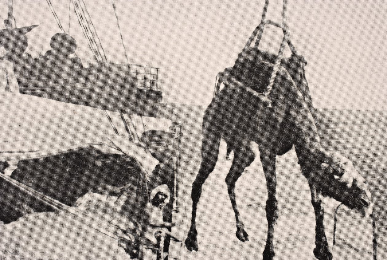 Kamelin siirtäminen laivasta maihin Persianlahdella, 1915, Lontoossa vuonna 1916 julkaistusta The War Illustrated Album deLuxe -lehdestä. tekijältä English School