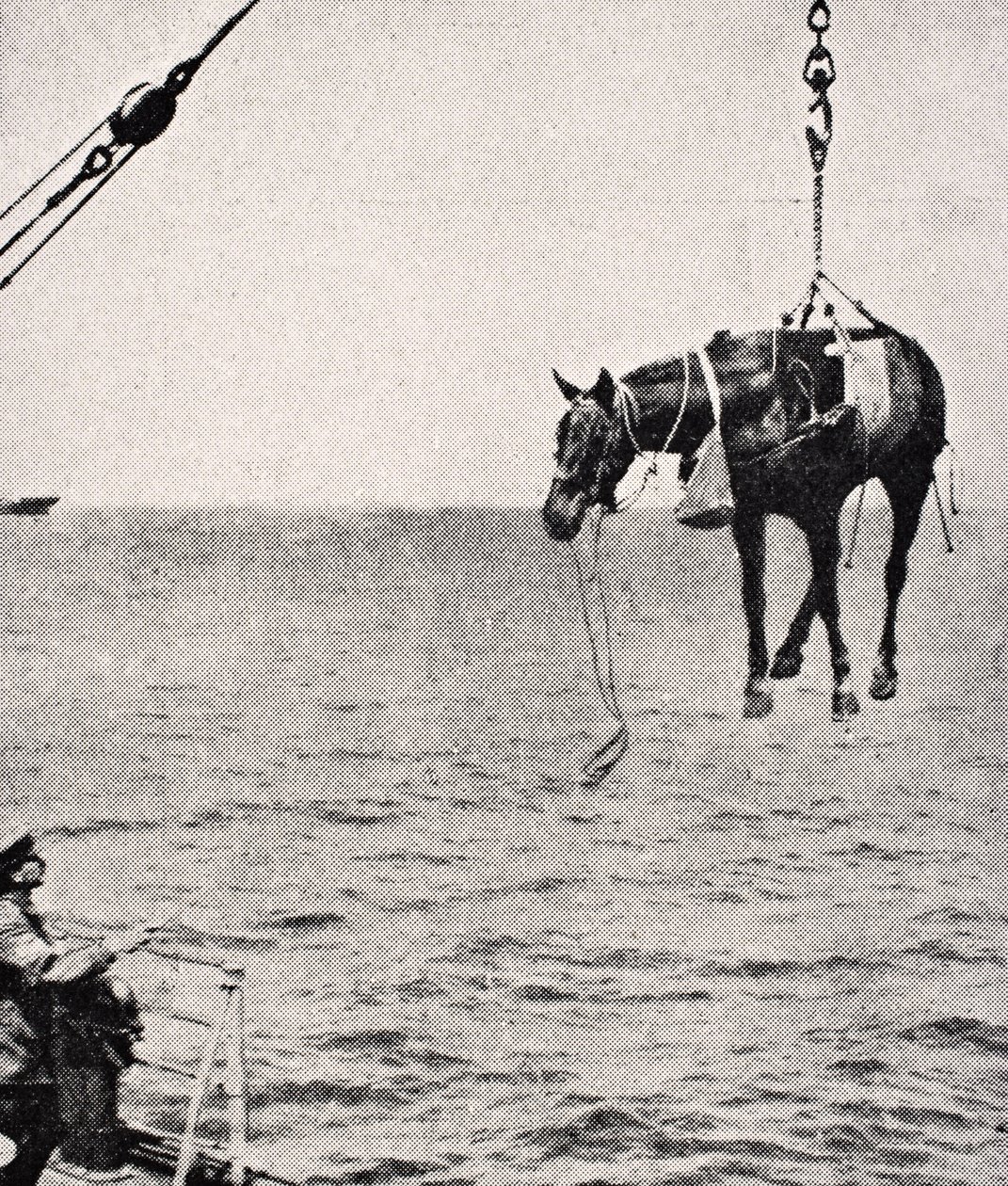 Hevosen siirtäminen aluksesta maihin Persianlahdella, 1915, Lontoossa 1916 julkaistusta The War Illustrated Album deLuxe -albumista tekijältä English School