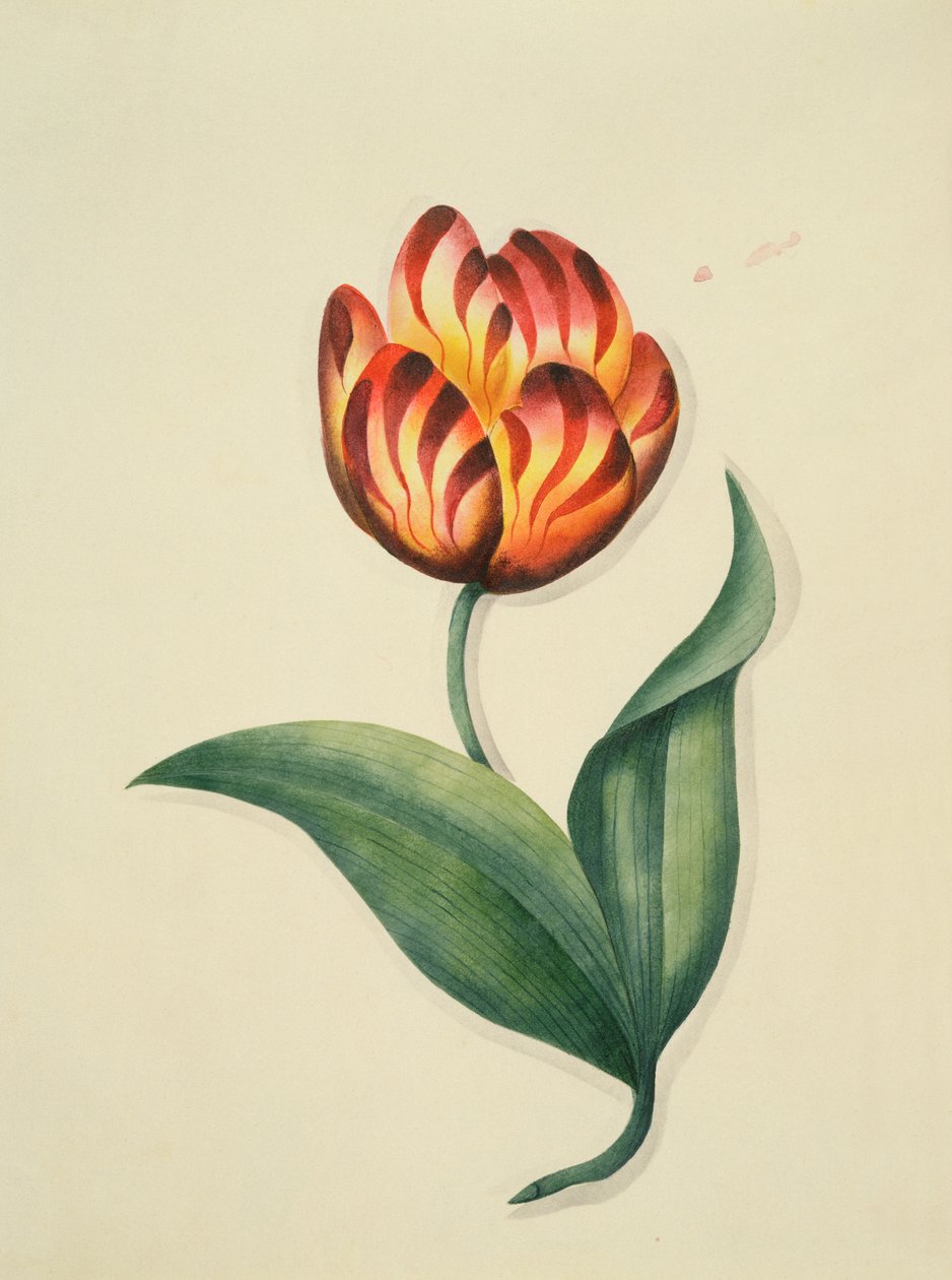 Tulppaani, kirjasta "Flowers", englanninkielinen kasvitieteellinen käsikirjoitus, n. 1840 (wc) tekijältä English School