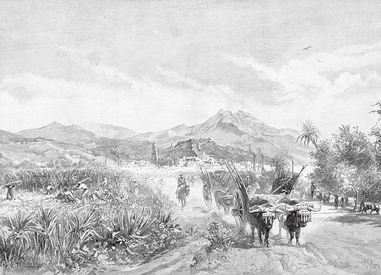 Näkymä sokerikentille, Málaga, Espanja, teoksesta The Picturesque Mediterranean, osa 3, julkaisija Cassell and Co. Ltd., 1880-90-luvut tekijältä English School