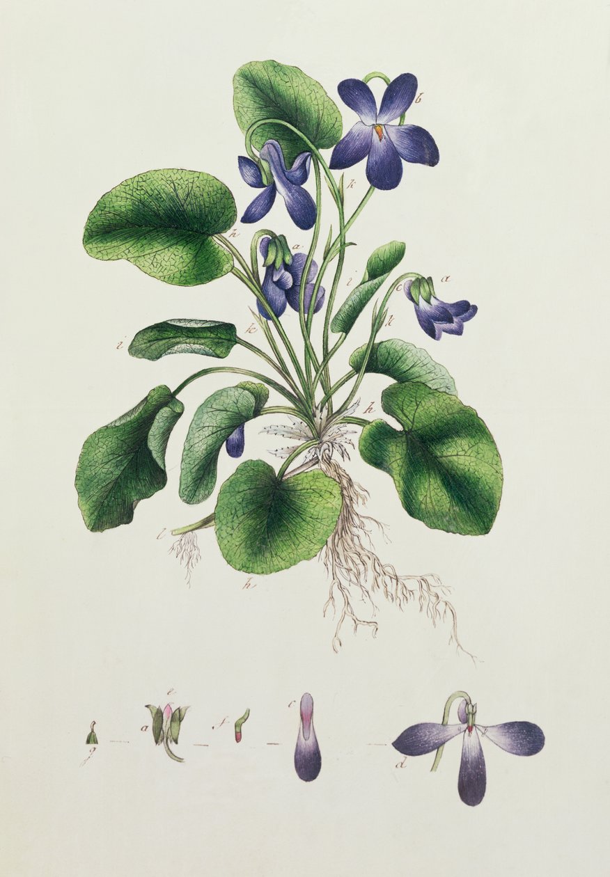 Violetit, sivu Botanical Studies -albumista n. 1830 tekijältä English School