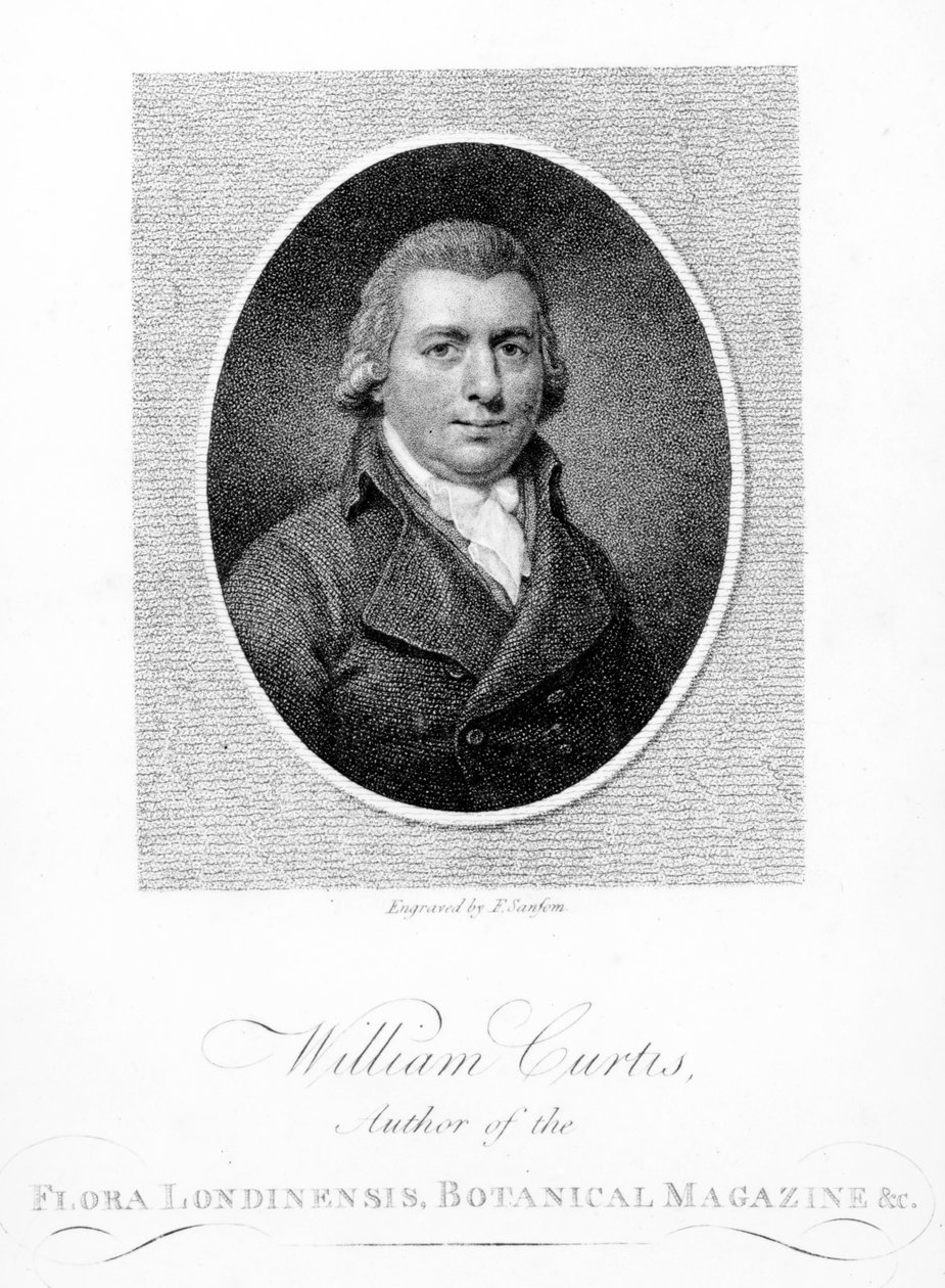 William Curtis, kaiverrus F. Sansom, 1790 tekijältä English School