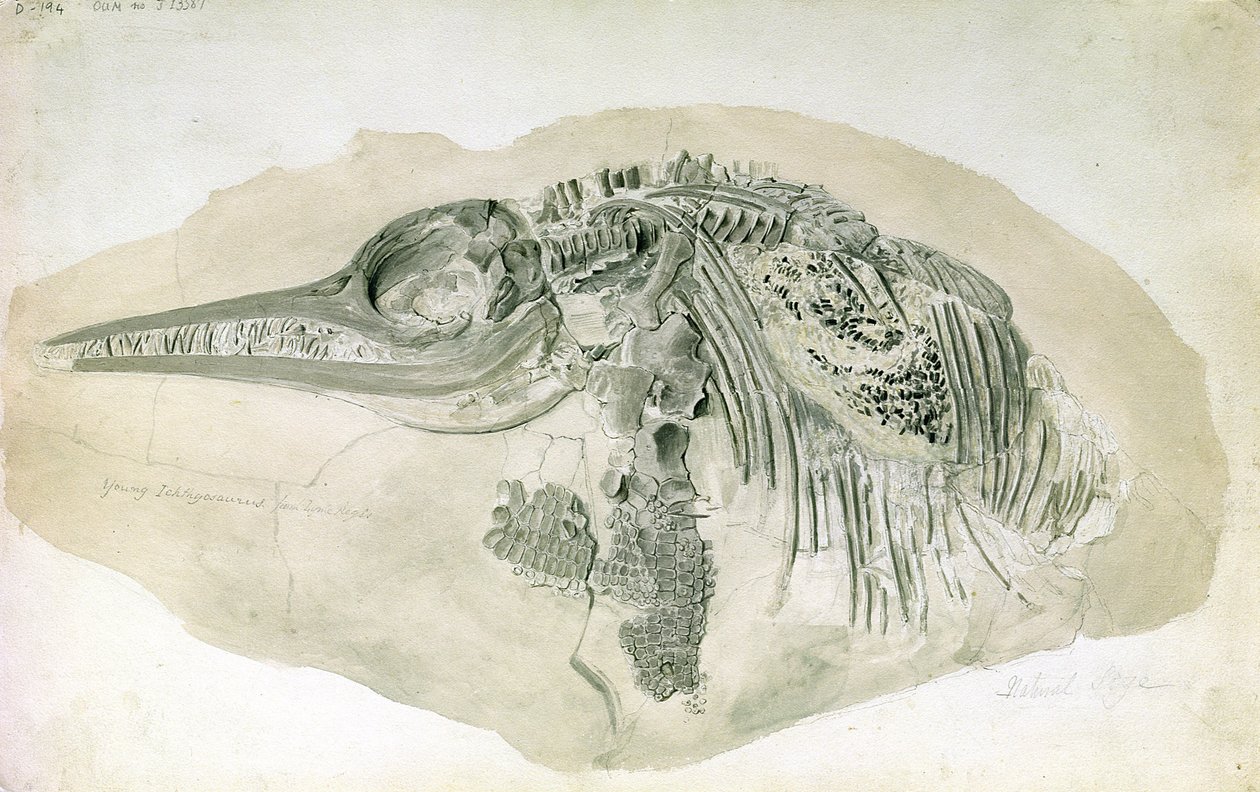 Nuori Ichthyosaurus Lyme Regisistä (wc paperilla) tekijältä English School