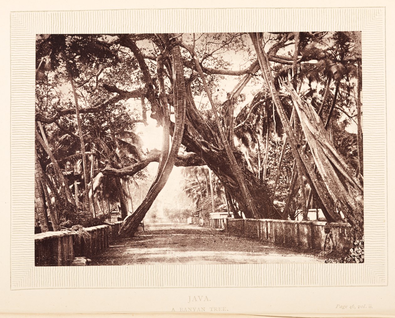 Banyan-puu, Java tekijältä English Photographer