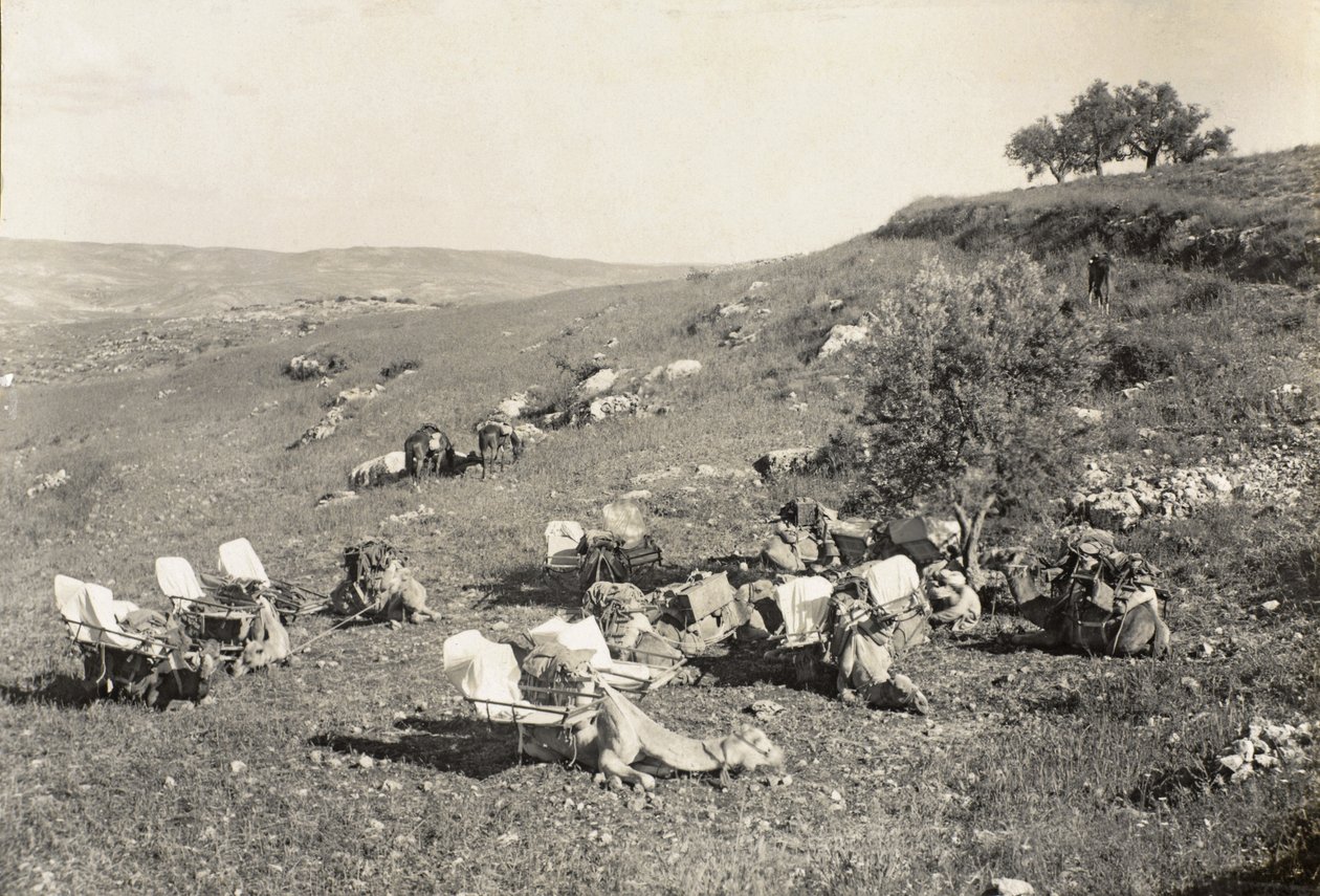 Ambulanssikamelit, n. 1916-1919 (mv/w kuva) tekijältä English Photographer