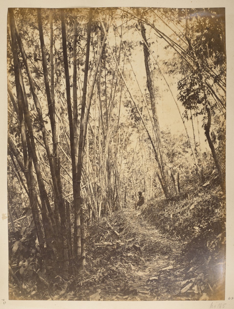 Bambumetsä Teestalla.  Näkymät Darjeelingiin. 1870-luku tekijältä English Photographer