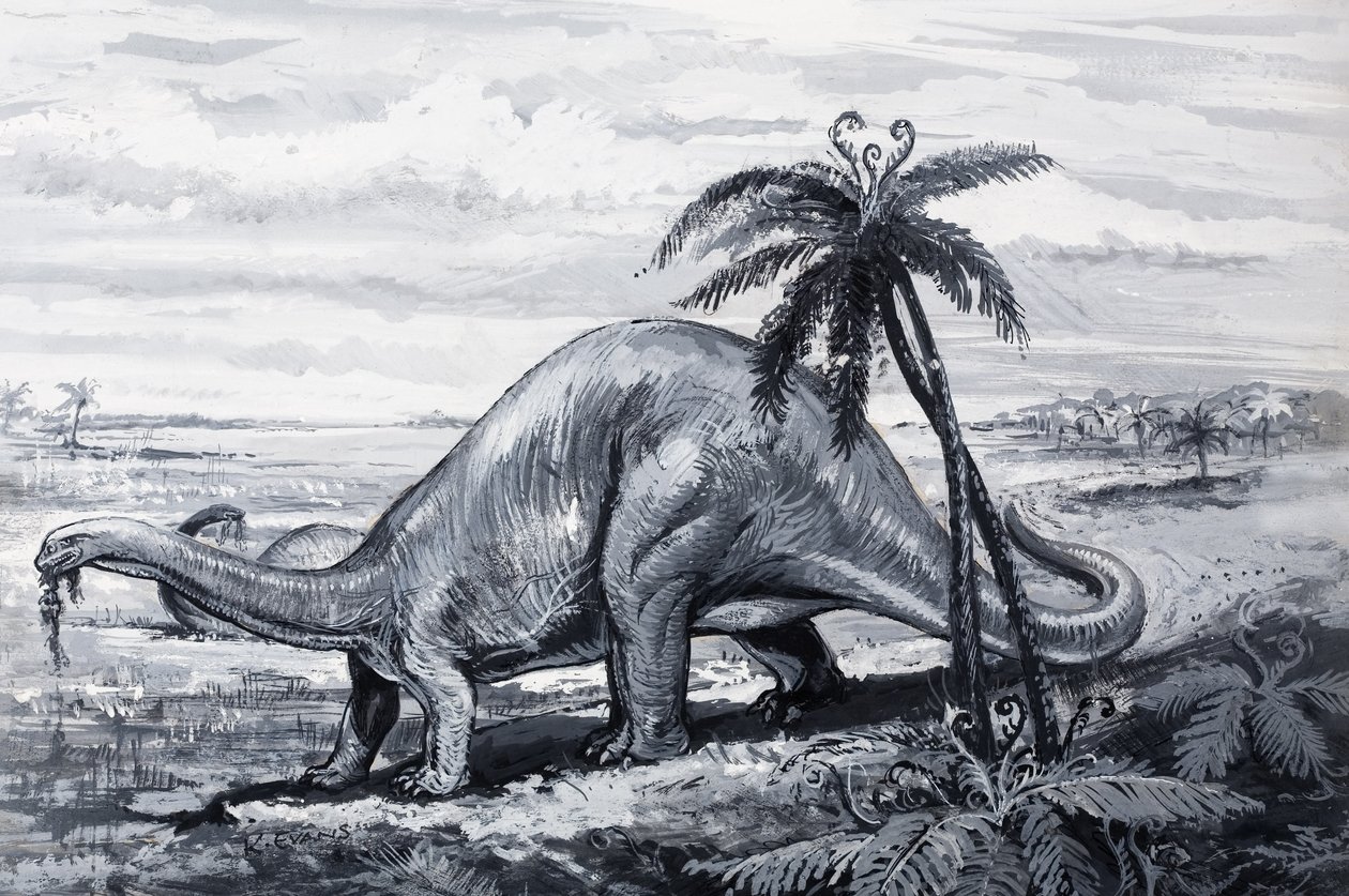 Brontosaurus tekijältä English Photographer
