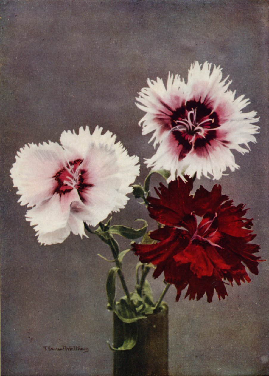 Dianthus Chinensis, var Heddewigii (värivalokuva) tekijältä English Photographer