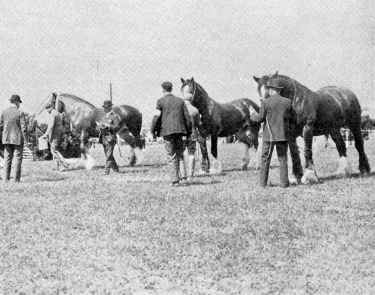 Shiren hevosten tuomitseminen Oxfordshiren maatalousnäyttelyssä, kuva The Kingistä, 25. toukokuuta 1901 tekijältä English Photographer