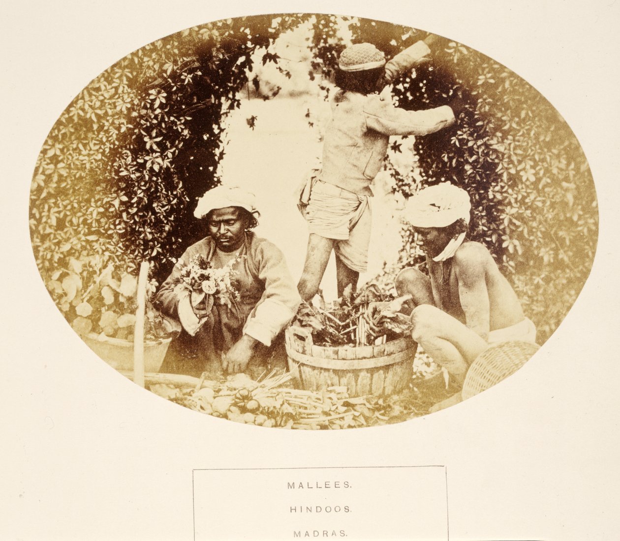 Mallees (Gardens), Hindut, Madras, J. Forbes Watsonin teoksesta The People of India, julkaistu 1868 (albumiprintti) tekijältä English Photographer