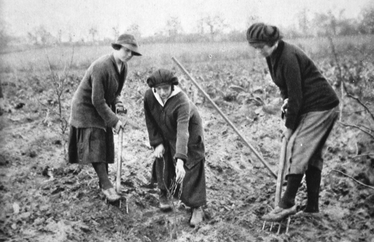 Miellyttävä, kannattava, isänmaallinen: Hedelmätilalla Letchmore Heathissa, lähellä St. Albansia, The Illustrated War News, 2. elokuuta 1916 tekijältä English Photographer