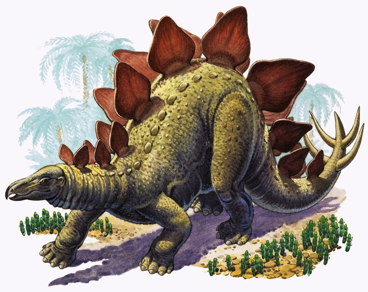 Stegosaurus (guassi paperille) tekijältä English Photographer