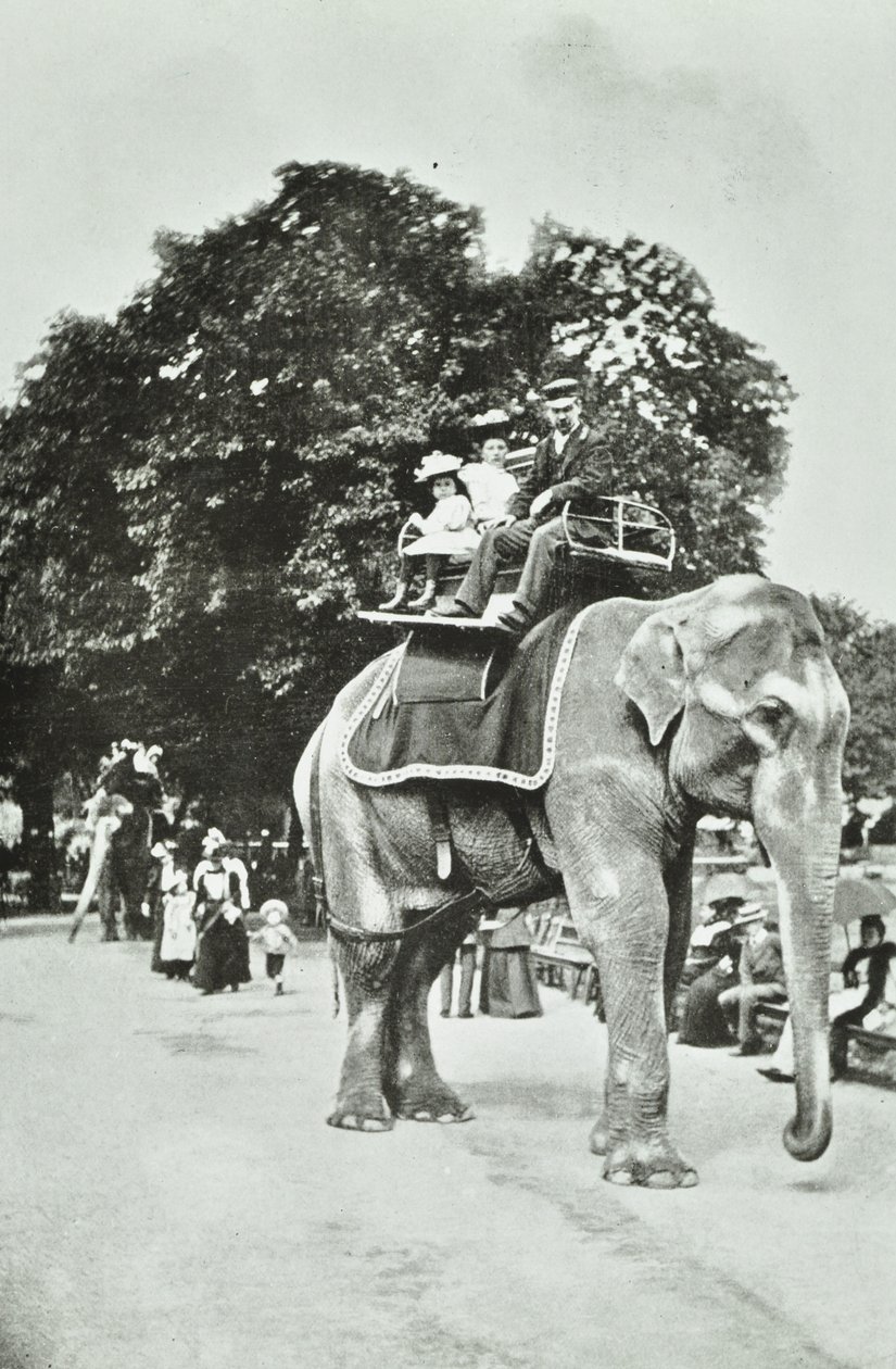Zoological Gardens, Regents Park: elefantiratsastus, Lontoo, noin 1895 tekijältä English Photographer