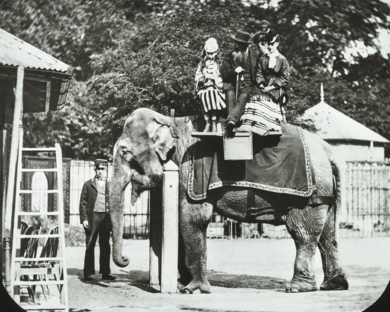 Zoological Gardens, Regents Park: norsu aikuisten ja lasten ratsastuksessa, Lontoon eläintarha, 1894 tekijältä English Photographer