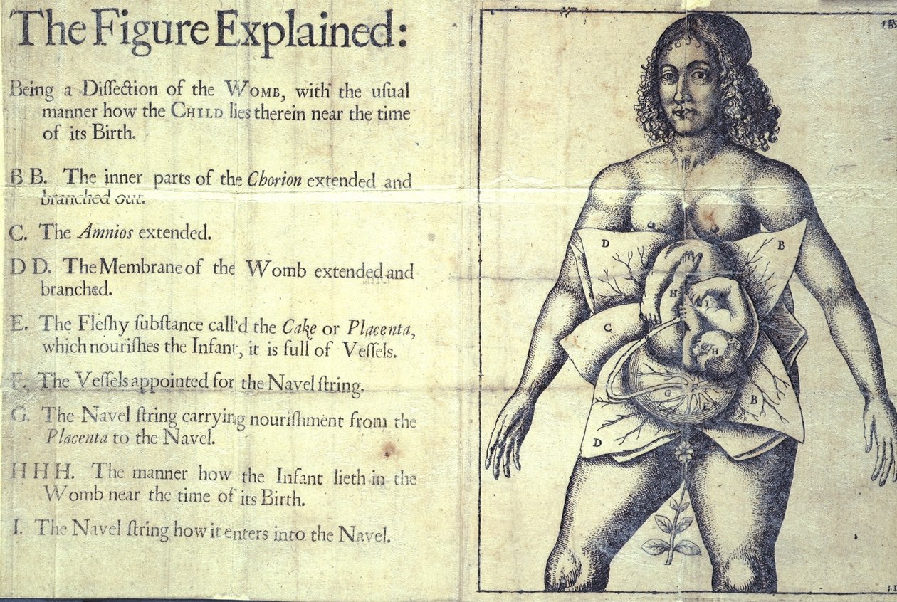 1177 s.19 "The Figure Explained", kaavio kohdusta, Jane Sharpin Lontoosta "Kätilöt Book or The Whole Art of Midwifery Discovered" tekijältä English School