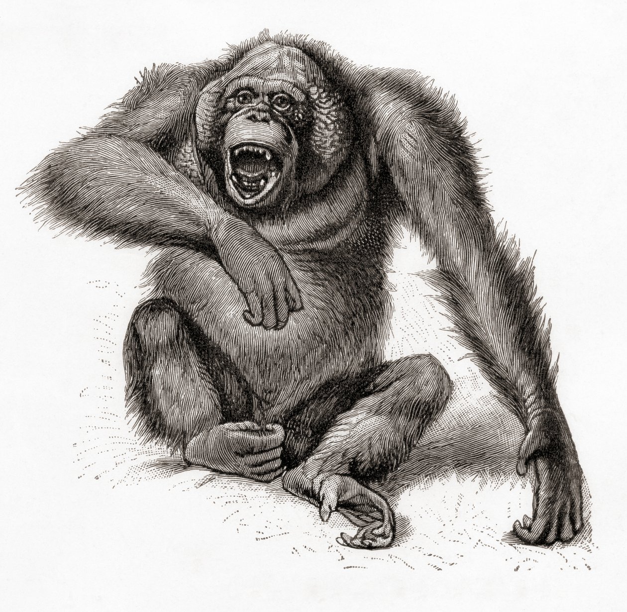 Borneon oranki, Pongo pygmaeus, myös oranki, orangutang tai orangi-utang. Meyersin sanakirjasta, julkaistu 1924 (painettu). tekijältä English School