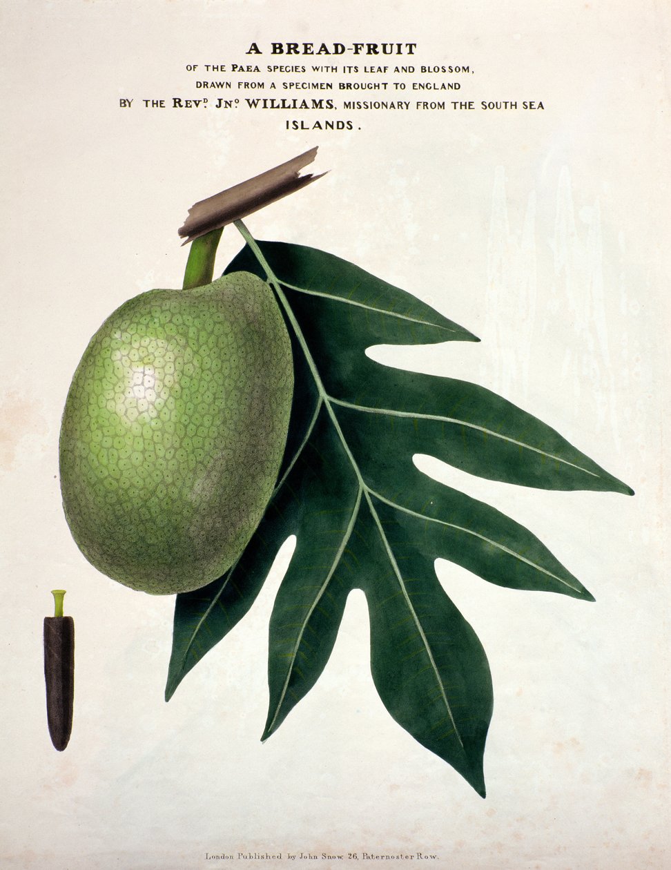 A Bread-Fruit, n. 1825 (käsinvärinen lito) tekijältä English School